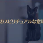 黒猫のスピリチュアルな意味は？実は幸運の証し？横切ると不吉はウソ？