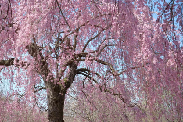 枝垂桜