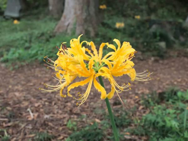 黄色の彼岸花(ヒガンバナ)