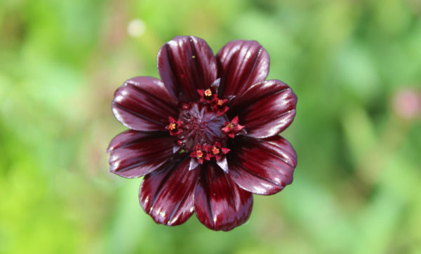 チョコレートコスモス