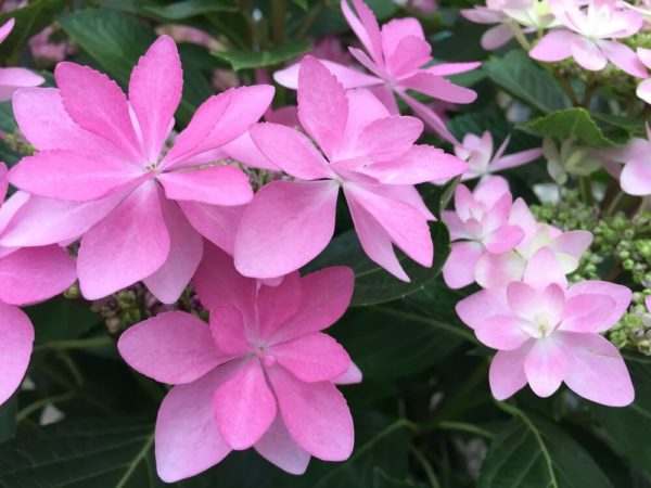 紫陽花(ダンスパーティピンク)