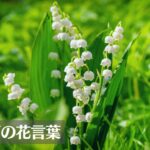 すずらん(鈴蘭)の花言葉は怖い?意味や由来、英語名、色別(白・ピンク)などもご紹介!