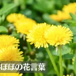 たんぽぽの花言葉は怖い?意味や由来、英語名の花言葉もご紹介!