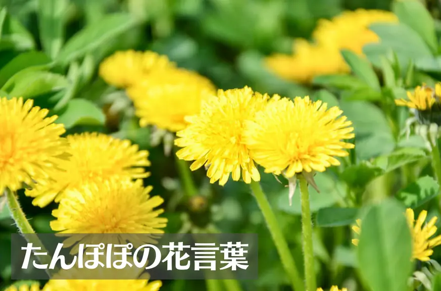 たんぽぽの花言葉は怖い？意味や由来、英語名の花言葉もご紹介！