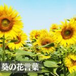 ひまわり(向日葵)の花言葉は怖い?意味や由来、色・本数別、英語名の花言葉もご紹介!