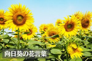 ひまわり(向日葵)の花言葉は怖い?意味や由来、色・本数別、英語名の花言葉もご紹介!