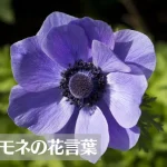 アネモネの花言葉は怖い？意味や由来、色(紫・青・赤・白・ピンク)・本数別などもご紹介！