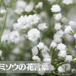 カスミソウの花言葉は怖い?意味や由来、色別(白・ピンク・青)や英語名などもご紹介!