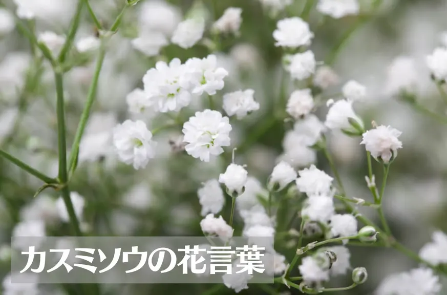 カスミソウの花言葉は怖い？意味や由来、色別(白・ピンク・青)や英語名などもご紹介！