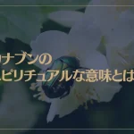 カナブンのスピリチュアルな意味とは？幸運を運ぶ虫？コガネムシは縁起が良い？
