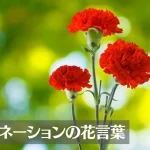 カーネーションの花言葉は怖い？色(赤・白・ピンク・緑…)、本数別、母の日の意味や由来をご紹介！