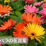 ガーベラの花言葉は怖い?色(ピンク・白・赤・黄・オレンジ)・本数別の意味や種類などをご紹介!