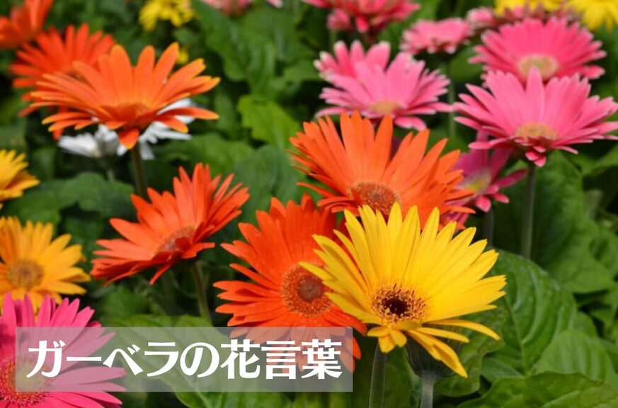 ガーベラの花言葉は怖い？色(ピンク・白・赤・黄・オレンジ)・本数別の意味や種類などをご紹介！