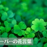 クローバー(シロツメクサ)の花言葉は怖い?意味や由来、三つ葉、四つ葉など葉の枚数別もご紹介!