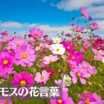コスモスの花言葉は怖い?意味や由来、色(白・赤・ピンク・黄・茶)・種類別などご紹介!