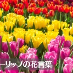 チューリップの花言葉は怖い?意味や由来、色(赤・ピンク・黄・白・紫)や種類、英語名、本数別などご紹介!