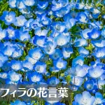 ネモフィラの花言葉は怖い？意味や由来、色別(青・黒・白)、英語名もご紹介！