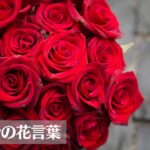 バラ(薔薇)の花言葉は怖い？色(赤・黄・紫・黒・オレンジなど)や本数別に意味をご紹介！