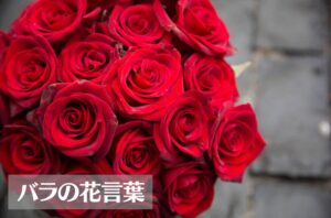 バラ(薔薇)の花言葉は怖い?色(赤・黄・紫・黒・オレンジなど)や本数別に意味をご紹介!