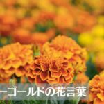 マリーゴールドの花言葉は怖い？意味や由来、色・種類別、英語名などもご紹介！