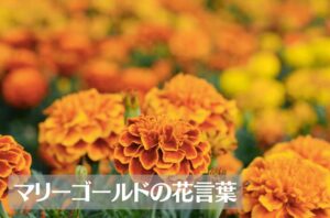 マリーゴールドの花言葉は怖い?意味や由来、色・種類別、英語名などもご紹介!