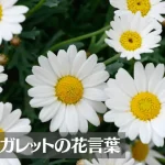 マーガレットの花言葉は怖い?意味や由来、色(白・ピンク・黄)、本数別、英語名などもご紹介!
