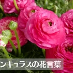 ラナンキュラスの花言葉は怖い？意味や由来、色別(赤・紫・白・ピンク…)、英語名の花言葉もご紹介！