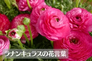 ラナンキュラスの花言葉は怖い?意味や由来、色別(赤・紫・白・ピンク…)、英語名の花言葉もご紹介!