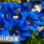 リンドウ(竜胆)の花言葉は怖い?意味や由来、色別(青・紫・白)、英語名などもご紹介!