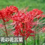 彼岸花(ヒガンバナ)の花言葉は怖い?意味や由来、色別(赤・黄・白)の花言葉、別名などもご紹介!