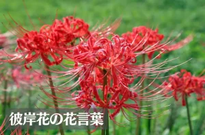 彼岸花(ヒガンバナ)の花言葉は怖い？意味や由来、色別(赤・黄・白)の花言葉、別名などもご紹介！
