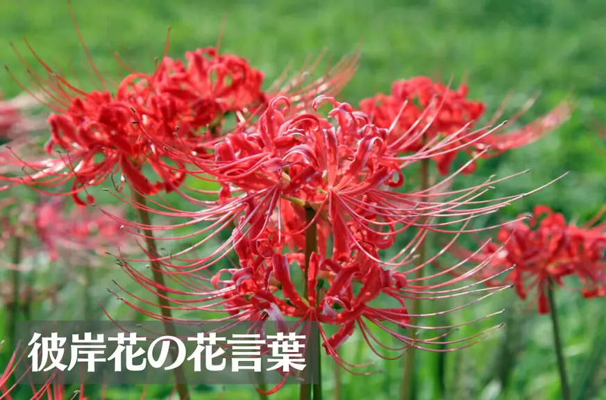 彼岸花(ヒガンバナ)の花言葉は怖い？意味や由来、色別(赤・黄・白)の花言葉、別名などもご紹介！