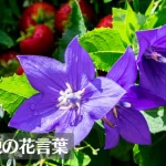 桔梗(キキョウ)の花言葉は怖い?意味や由来、色別(紫・青・白・ピンク)、英語名の花言葉もご紹介!