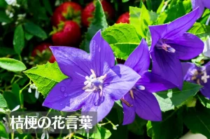 桔梗(キキョウ)の花言葉は怖い?意味や由来、色別(紫・青・白・ピンク)、英語名の花言葉もご紹介!