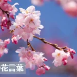桜の花言葉は怖い?意味や由来、色(紫・白)、種類別、英語名などもご紹介!