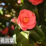 椿(ツバキ)の花言葉は怖い？意味や由来、色(赤・ピンク・白・黄)、種類別などもご紹介！