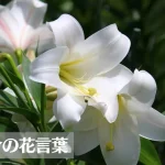百合(ユリ)の花言葉は怖い?意味や由来、色(白・ピンク・オレンジ・黄・黒)、種類別などもご紹介!