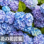 紫陽花(あじさい)の花言葉は怖い？意味や由来、色別(青・白・紫・ピンク・緑)の花言葉、種類などご紹介！