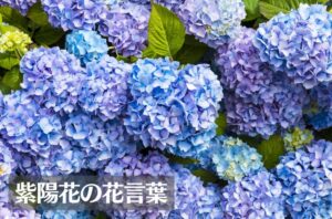 紫陽花(あじさい)の花言葉は怖い?意味や由来、色別(青・白・紫・ピンク・緑)の花言葉、種類などご紹介!