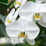 胡蝶蘭(コチョウラン)の花言葉は怖い？意味や由来、色別(白・ピンク・黄・青)、英語名もご紹介！