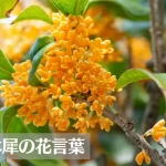 金木犀(キンモクセイ)の花言葉は怖い？意味や由来、銀木犀についてもご紹介！