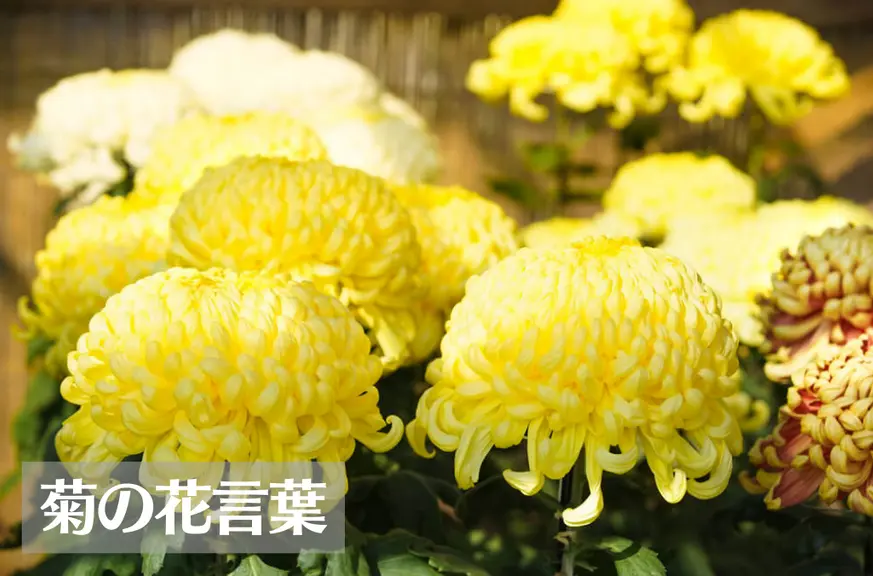 菊(キク)の花言葉は怖い？意味や由来、色(赤・白・黄)、種類別、英語名  