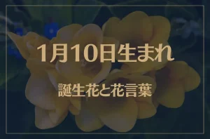 1月10日の誕生花と花言葉がコレ!性格や恋愛・仕事などの誕生日占いもご紹介!
