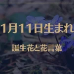 1月11日の誕生花と花言葉がコレ！性格や恋愛・仕事などの誕生日占いもご紹介！