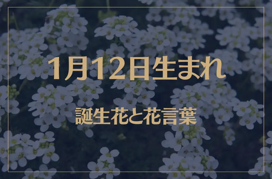 1月12日の誕生花と花言葉がコレ！性格や恋愛・仕事などの誕生日占いもご紹介！