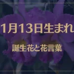 1月13日の誕生花と花言葉がコレ！性格や恋愛・仕事などの誕生日占いもご紹介！