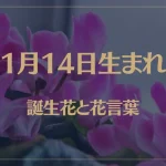 1月14日の誕生花と花言葉がコレ！性格や恋愛・仕事などの誕生日占いもご紹介！