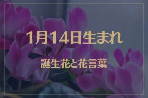1月14日の誕生花と花言葉がコレ！性格や恋愛・仕事などの誕生日占いもご紹介！