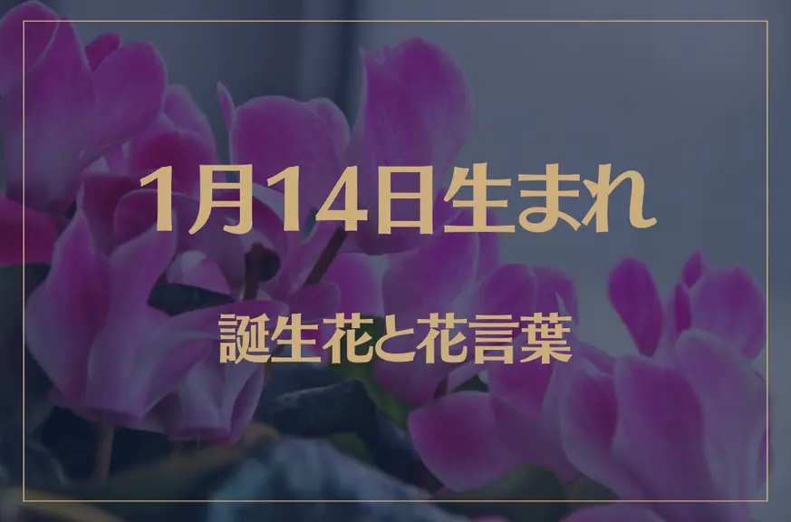 1月14日の誕生花と花言葉がコレ！性格や恋愛・仕事などの誕生日占いもご紹介！