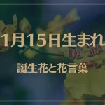 1月15日の誕生花と花言葉がコレ！性格や恋愛・仕事などの誕生日占いもご紹介！
